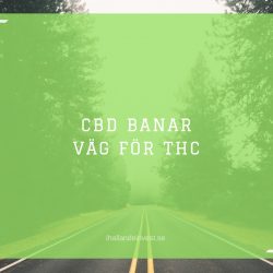 CBD banar väg för THC