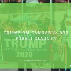 Trump om cannabis: Bör förbli olagligt